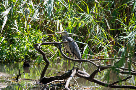 Reiger