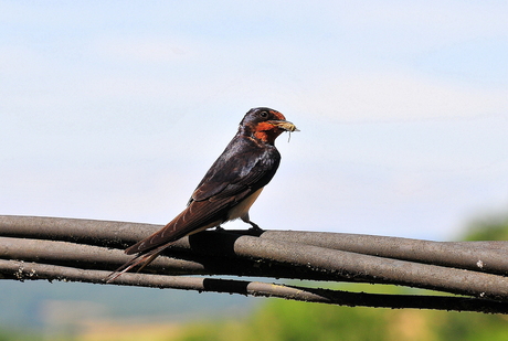 Boerenzwaluw met prooi