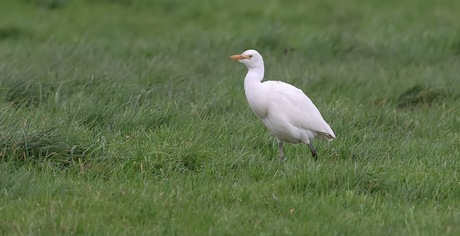 Koereiger