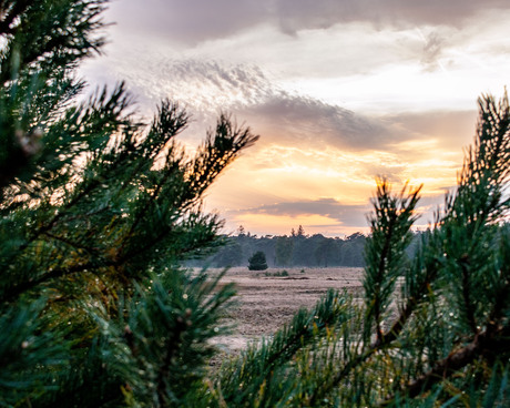 Zonsondergang en mist op de Veluwe