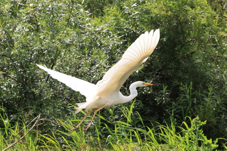 Zilverreiger 