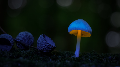 Paddenstoel lichtje