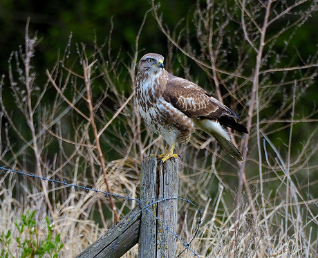 buizerd