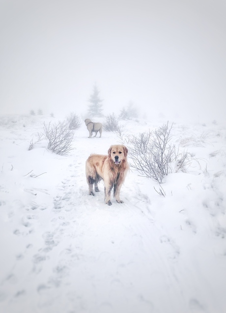 Snowdog in narnia