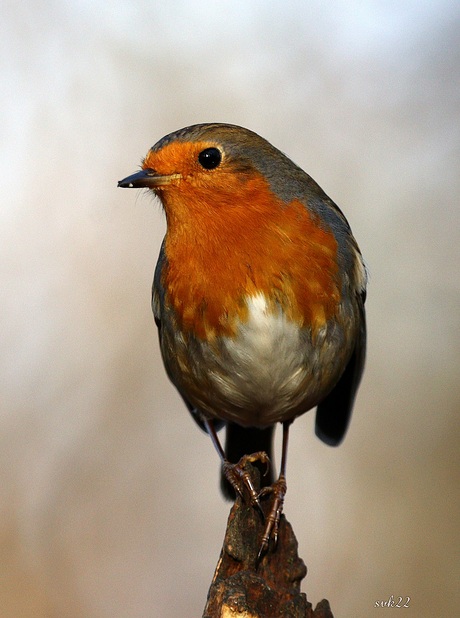 Roodborstje 2