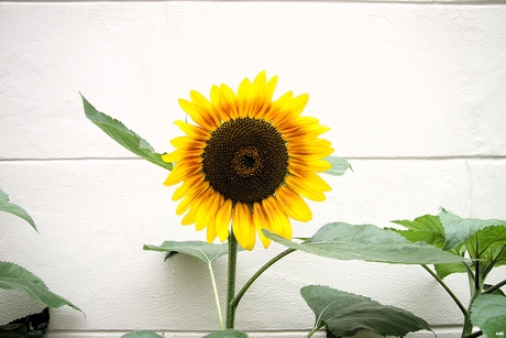 Tegen de witte achtergrond straalt de bloemzon 
