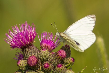 Klein geaderd witje bezoekt een distel