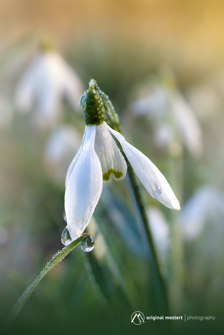 Voorjaar in detail...