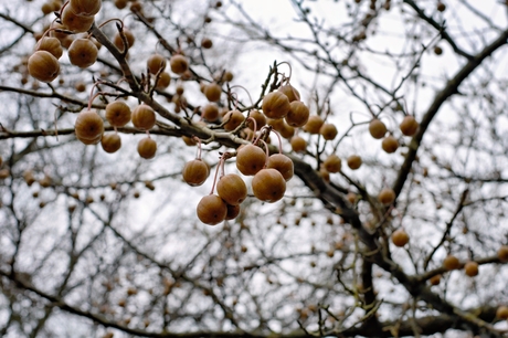 ginkgo appels