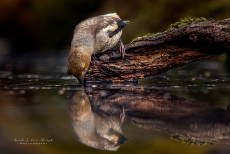 Spiegeltje