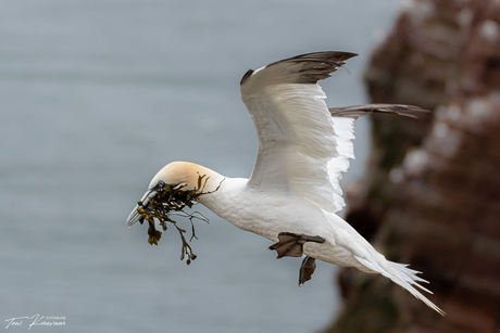 Helgoland