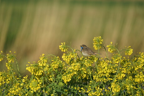 Blauwborst 