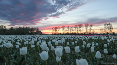 Tulpenvelden bij zonsondergang