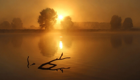 Tak in het water bij mistige zonsopkomst