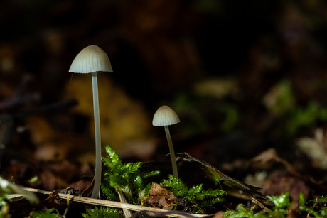 in het bos