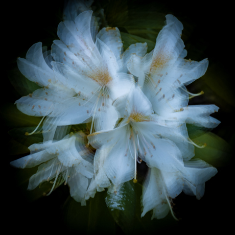 Zoom burst