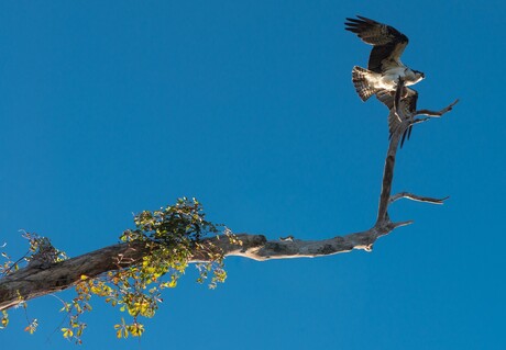 Osprey 