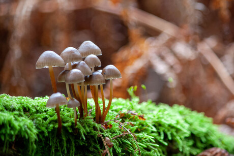 Herfst paddestoelen