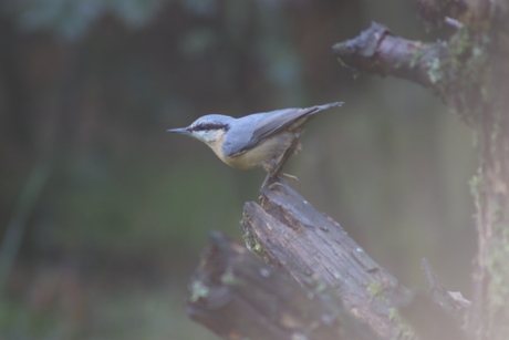 Boomklever in de ochtendmist