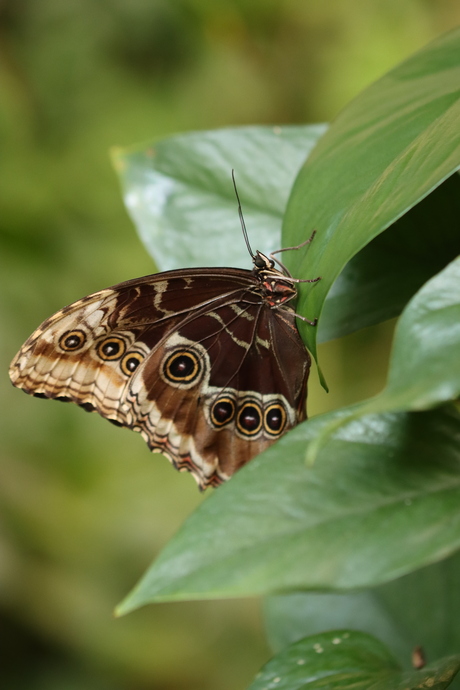 Blauwe morpho