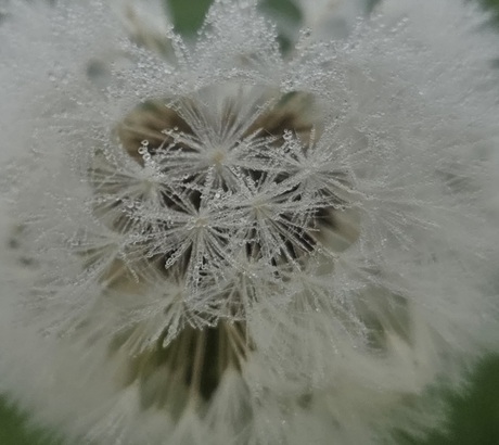 Paardenbloem in de mist.