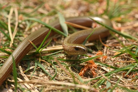 Hazelworm.
