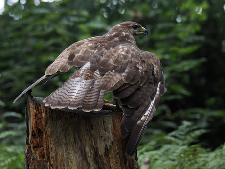 Buizerd