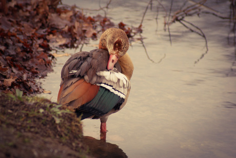 vogel in de herfst 