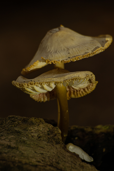 Haagse paddenstoelen