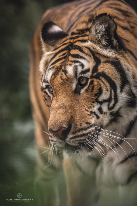 Tijger in Landgoed Hoenderdaell