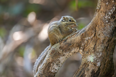 Maritime striped squirrel op een boomtak