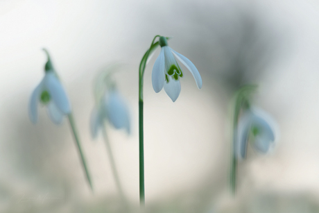 Snowdrops.