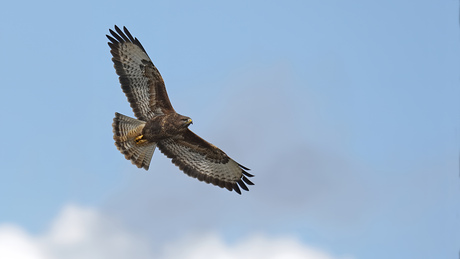 Buizerd.