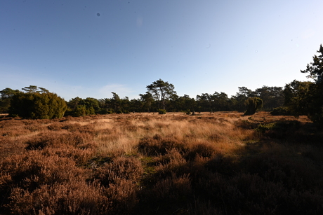 Veluwe 