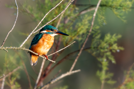 IJsvogel