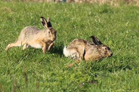 spelende hazen in lente zon
