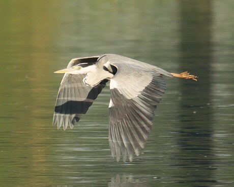 Reiger in vlucht