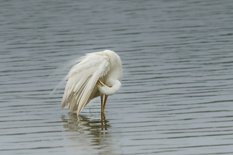 witte reiger