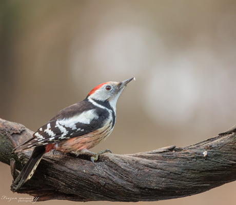 Middelste bonte specht