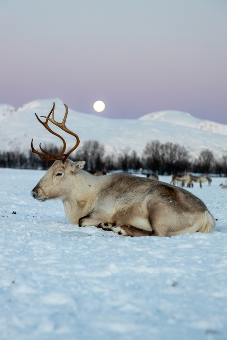 Arctic Reindeer