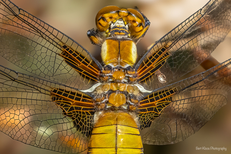 Platbuik libelle