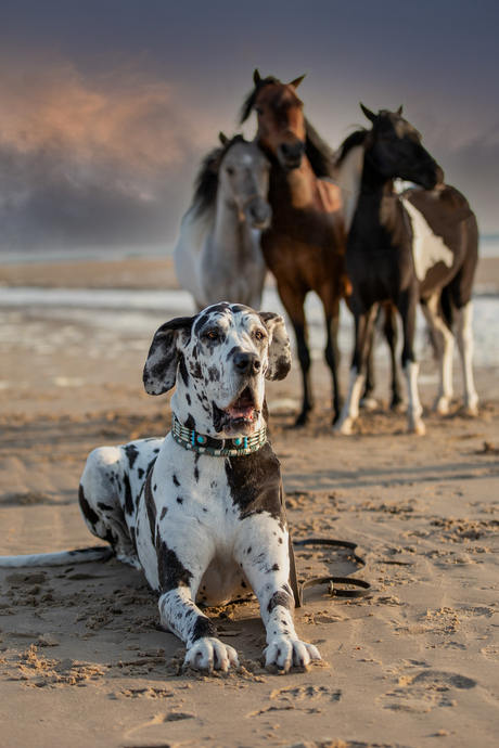 mini paardjes en Deense Dog op het strand