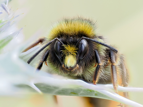 Weidehommel