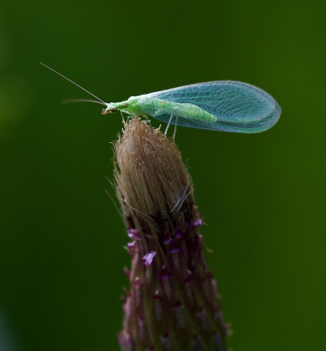 Een groen gaasvliegje