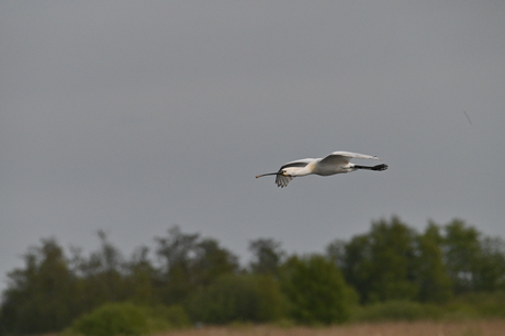Lepelaar is weer terug