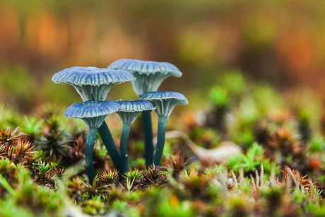 Blauwgroen trechtertje 