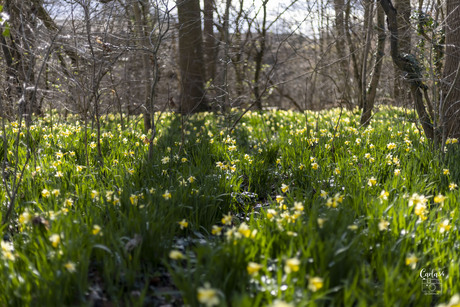 Voorjaar in het bos