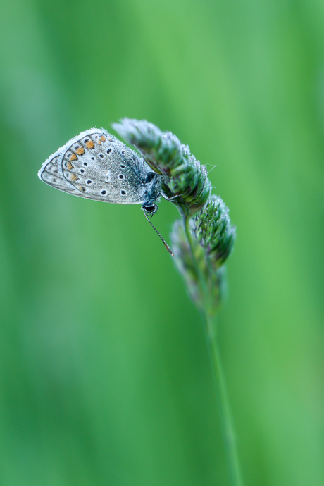 Icarusblauwtje