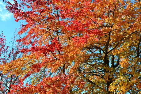 Een feestje aan kleuren.