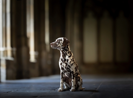 Dalmatier puppy